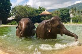 Samui Elephant Sanctuary Programme